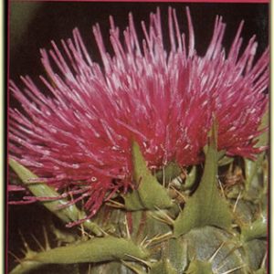 Intersa Bitransamin 60 Caps